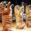 Багдасаровых боятся даже тигры!