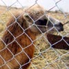 Ты откуда? От верблюда, или Как учат ветеринаров